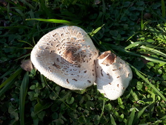 Agaricales