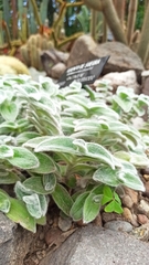 Cyanotis somaliensis