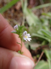 Euphrasia