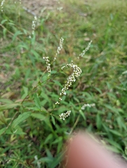 Persicaria hydropiperoides