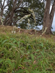 Persicaria hydropiperoides