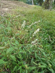 Persicaria hydropiperoides