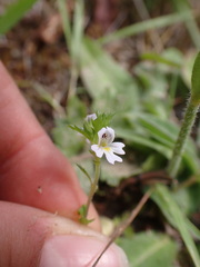 Euphrasia