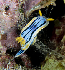 Chromodoris elisabethina