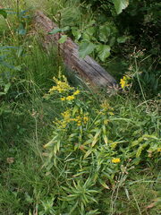 Solidago lepida