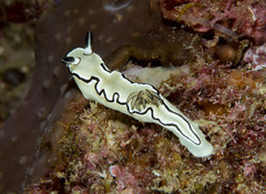 Doriprismatica atromarginata