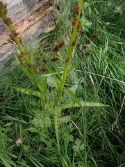 Platanthera stricta