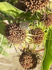 Sphyrocoris obliquus