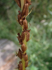 Platanthera stricta