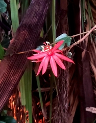 Passiflora vitifolia