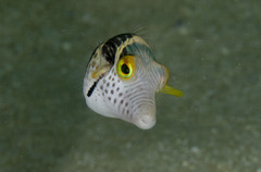 Canthigaster valentini