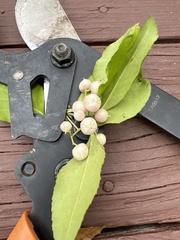 Euonymus