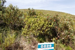Leucadendron laureolum