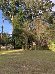 Quercus shumardii