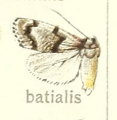 Cisthene batialis