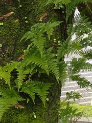 Davallia trichomanoides