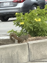 Sciurus niger