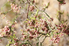 Passerina corymbosa