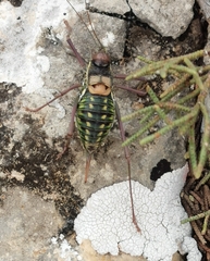 Parasteropleurus perezii