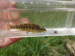 Etheostoma zonale