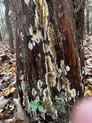 Coniophora puteana