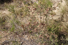 Passerina corymbosa