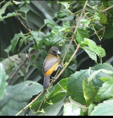 Ramphocelus passerinii