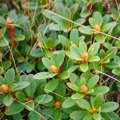 Rhododendron myrtifolium