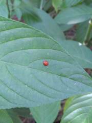 Coccinellidae