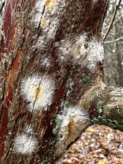 Coniophora puteana