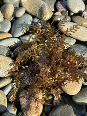 Sargassum horneri