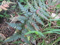 Polystichum neozelandicum