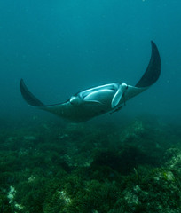 Mobula alfredi