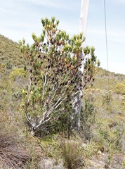 Leucadendron laureolum