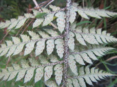 Polystichum neozelandicum