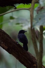 Thamnophilus nigriceps