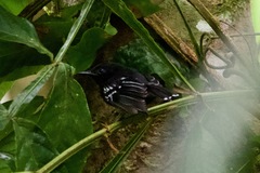 Microrhopias quixensis