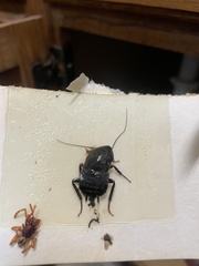 Blatta orientalis