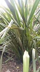 Phormium tenax