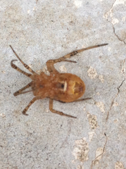 Tidarren sisyphoides