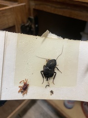 Blatta orientalis