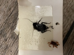 Blatta orientalis