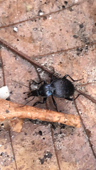 Sphaeroderus