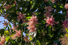 Triplaris americana