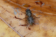 Diptera
