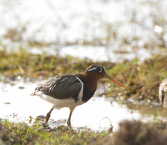 Rostratula benghalensis