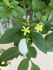 Pseudomussaenda flava