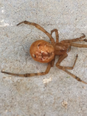 Tidarren sisyphoides