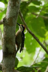 Melanerpes pucherani