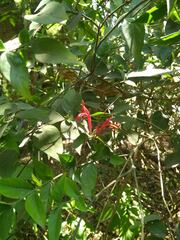 Justicia brasiliana